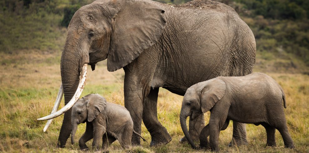 Amboseli 3 Days Safari Package from Nairobi