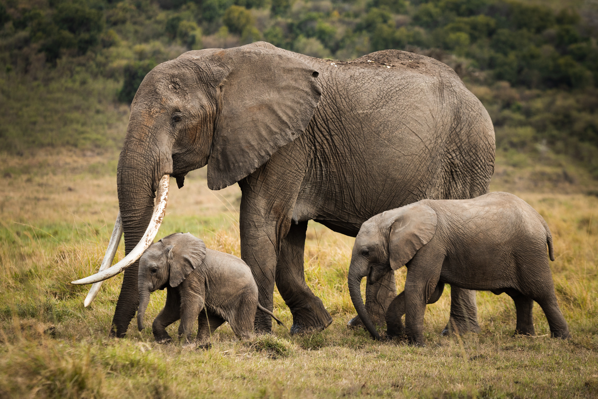 Amboseli 3 Days Safari Package from Nairobi