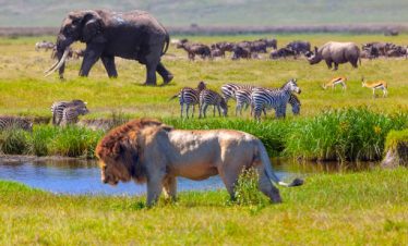 Affordable Kenya safari packages