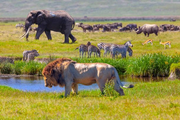 Affordable Kenya safari packages