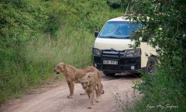 Tsavo Safari Packages.